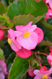 Plant with pink flowers and green leaves. Big Pink Green Leaf Begonia 1 English Gardens