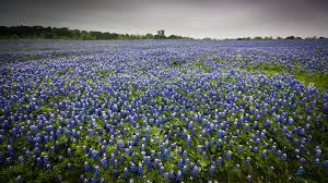 When do spring flowers bloom in texas. Best Time To See Bluebonnets In Texas 2021 When To See Rove Me