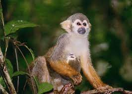 These marmoset monkeys are house trained, diaper and leash trained, and wears clothes. So You Want A Pet Squirrel Monkey Nrdc