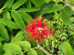 Image result for Calliandra tweedii