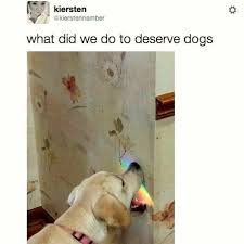 What did i do to deserve this, my lord?, formerly known as holy invasion of privacy, badman! What Did We Do To Deserve Dogs 17 Memes I Can Has Cheezburger