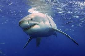 5 ikan hiu terbesar yang hidup di bumi hai, gang! Aldi Terdampar Di Laut 46 Hari Hampir Disiksat Hiu Hingga Megalodon