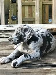 And don't forget the puppyspin tool, which is another fun and fast way to search for great dane puppies for sale in usa area and great dane dogs for adoption in usa area. View Ad Great Dane Litter Of Puppies For Sale Near Missouri Lees Summit Usa Adn 42814