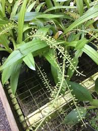 Image result for Liparis