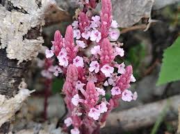 Image result for Striga gesnerioides