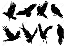 Set Of Ravens A Collection Of Black Crows Silhouette Of A Flying Crow Vector Illustration Of Ravens Silhouette Grun Crow Flying Crow Silhouette Crow Tattoo
