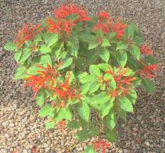 Image result for Hamelia