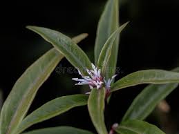 Image result for Vahlia digyna