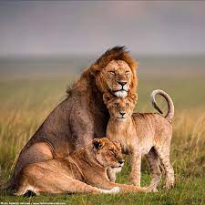 Family Animals Lion Family Animals Beautiful