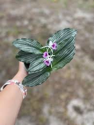 Image result for Kaempferia