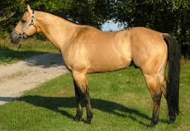 Buckskin quarter horse at a horse show in central ny state. Quarter Horses Sunup Ranch Stallions Zan Parr Bar Watch Joe Jack Palomino Buckskin Peponita Watch Tyree Two