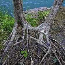 Ohanapecosh Trees And Roots Tree Growing Tree Two Trees