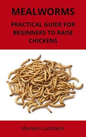 Mealworms Practical Guide For Beginners To Raise Chickens See More
