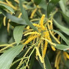 Image result for Acacia auriculiformis