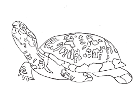 Coloring pages for kids turtle. Free Printable Turtle Coloring Pages For Kids