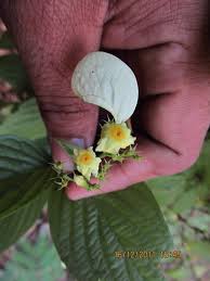 Image result for Pseudomussaenda