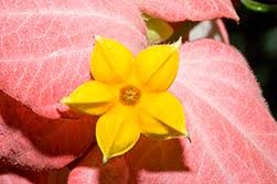 Image result for Mussaenda elegans