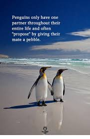 The soulmate is what we aspire to and like to understand about ourself, is what we deem to be perfection, purity, and endless love. Love Penguin Mate Life Pebble Propose Penguin Love Quotes Life Partner Quote Penguins