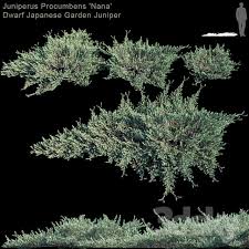 3d Models Bush Juniperus Procumbens Nana Dwarf Japanese Garden Juniper In 2020 Japanese Garden Landscape Materials Vegetation