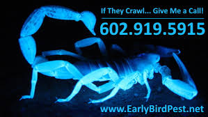 In search of someone in surprise who provides pest control services? Early Bird Pest Control Phoenix Exterminator Insects Rodent