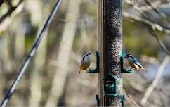 Adult Field Course: The Birds of Grandfather Mountain