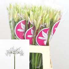 Nerine Bianca Perla 75cm