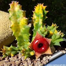 Image result for Huernia zebrina