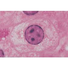Typically the object is mounted (secured) on the slide, and then both are inserted together in the microscope for viewing. Typical Animal And Plant Cells Microscope Slide Student Set Carolina Com