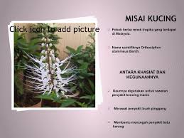 Daun kumis kucing satu genggam direbus dengan air 2 gelas tinggalkan satu gelas. Tanaman Herba Khasiat Dan Kegunaannya