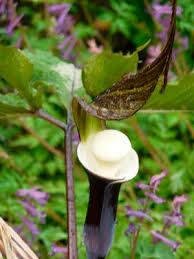 Image result for Clappertonia ficifolia