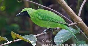 Another word for opposite of meaning of rhymes with sentences with find word forms translate from english translate to english words with friends scrabble crossword / codeword words starting with words ending with words containing exactly. Daftar Harga Burung Cucak Ijo Terbaru November 2015 Situsburung Com Bird Birds Animals