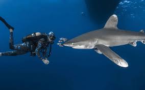 Pourquoi ne pas y aller par régions ? Pourquoi Il Ne Faut Pas Avoir Peur Des Requins