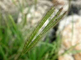 Image result for Chloris virgata