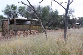 Image result for Eragrostis porosa