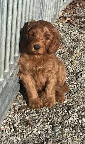 Maybe you would like to learn more about one of these? Wavy Harmony Original Australian Labradoodle Hundezucht