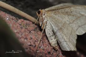 Image result for Timandra comae