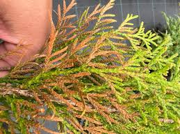 Image result for thuja drying out dead dried symptoms)