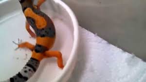 Baby Tangerine Leopard Geckos Youtube