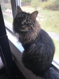 My baby “Tiger” has been missing now from Woodside Knolls Community, Town  of Wallkill in Middletown, NY for 5 weeks and two days, my heart aches and  longs for him, I have