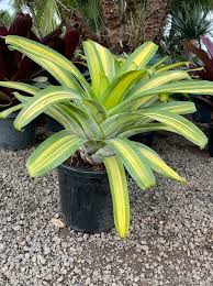 Image result for Alcantarea