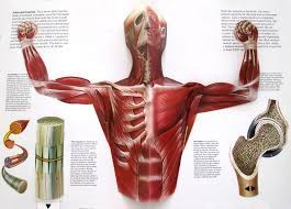 Human anatomy is the study of the shape and form of the human body. The Human Body Sight Unseen