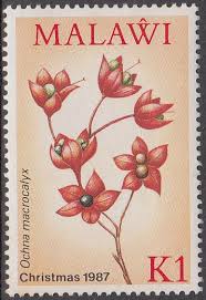 Image result for Ochna macrocalyx