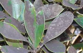 すす病の原因 症状 対処 予防方法は 観葉植物ペディア