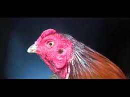Peternakan ayam bangkok kediri jawa timur peternakan ayam bangkok charoen pokphand peternakan ayam bangkok di thailand. Peternakan Ayam Bangkok Kediri Jawa Timur Tentang Kolam Kandang Ternak
