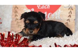 The dorkie is a cross of a purebred dachshund and a purebred yorkshire terrier, also known as the yorkie dachshund mix. Dorkie Puppies For Sale From Reputable Dog Breeders