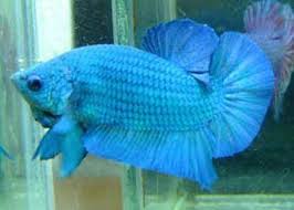 Good Betta Fish Names Betta Fish Betta Fish