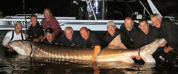 THE FALL AND RISE OF LAKE STURGEON ACIPENSER FULVESCENS: KING OF FISH