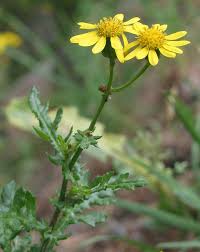 Image result for Senecio sp.no.4
