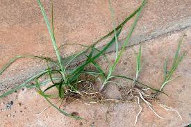 Image result for Cyperus sp.no.10