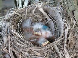 found these cute lil birds in my uncle s tree house i wanted to take them home so badly photo taken by samara sagri